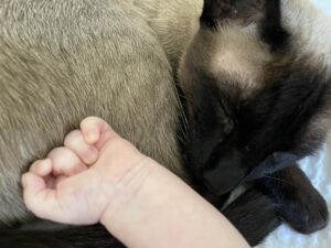 Read more about the article 24 hours with a Baby and a Crazy Siamese Cat