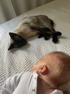 Baby looking at his furry Siamese friend. 